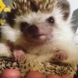 Meet your Posher, Diane